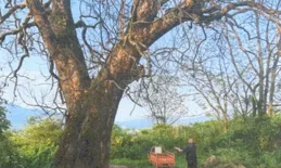 百年古樟樹相繼枯死！一個令人發指的真相浮出水面……