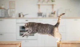 解鎖愛貓「情緒高漲」密碼：五大要素讓喵星人活力滿格