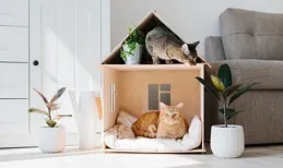 打造貓咪「最舒適的家」，開啟幸福貓生之旅