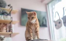 貓咪應激急救指南：3招環境改造讓愛寵快速平靜