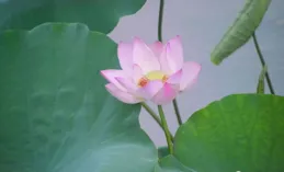 一池荷花別樣紅