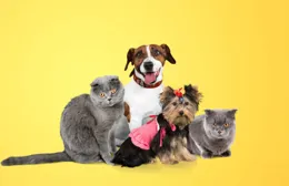 萌寵「稱霸」萬億賽道：資本狂飆，寵物經濟全鏈開花