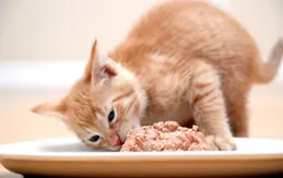 貓咪吃什麽食物比較好？一篇講透「幹飯哲學」的養貓指南