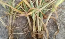 廣西環江發現新種疣莖絞股藍野生資源