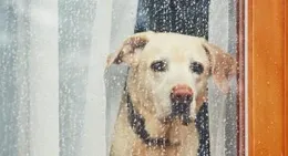 雨天宅家不無聊！5款室內遊戲讓狗狗活力滿滿