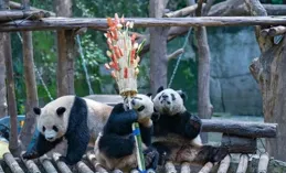 小店區釋出打擊餐飲環節違法經營野生動物告誡書