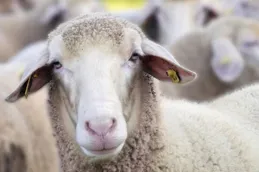 【羊了個羊】這樣的小遊戲為什麽讓人容易上癮？其中有什麽心理機制嗎？