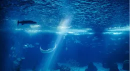 世界海洋日：開啟從深海到極地的探秘之旅