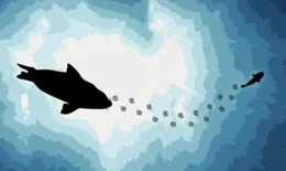 精密的水下雷達竟然就長在海豹臉上，科學家直呼「真香」！