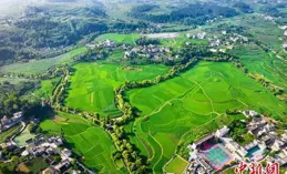 廣西融水：夏日田野綠意盎然