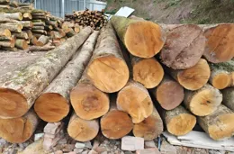 故宮木材600年不腐之謎：老祖宗的智慧與現代科技的碰撞