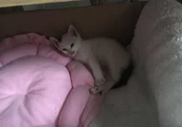 一個月小奶貓有跳蚤怎麽辦