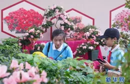 「攀」出花木新市場，橫欄花農借「藤蔓經濟」破產業困局