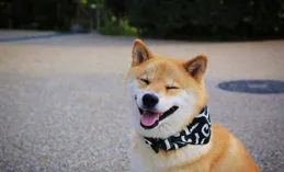 柴犬便便軟吃什麽狗糧好？哪些牌子的狗糧好，如何選擇優質品牌