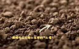 為何越來越多的孩子患抑郁、雙相？顛覆性的「榕樹理論」說清病根