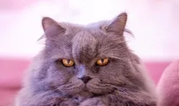 警惕！這4種飼主行為讓貓咪「不安」，你中招了嗎？