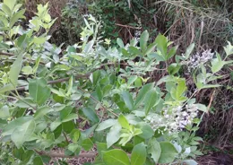 木天蓼：貓咪的天然快樂開關，情緒調節的秘密武器