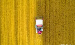 愛上濰坊丨麥浪翻湧裏寫滿豐收故事