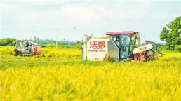 富硒紫麥喜豐收