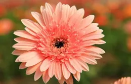 「會打扮」VS「不會打扮」，明明是同一個女人，差別也太大了吧