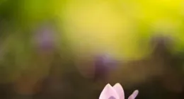 雙子桃花暴漲，七月哪個星座會陷入情感困局，舊愛能否逆風翻盤