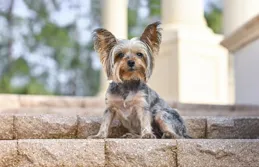 小型犬適合家養的狗：新手選寵的安心指南