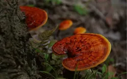 正宗靈芝孢子粉怎麽選？五大靠譜品牌推薦，閉眼入，不踩坑