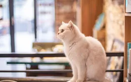 母貓絕育時機選擇：避開發情期，守護貓咪健康