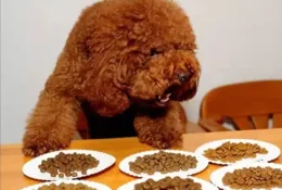 狗糧什麽品牌好，價效比高，值得信賴的選擇