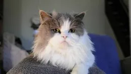 緬因貓毛發不亮怎麽辦？吃什麽亮麗狗糧好？深入揭曉