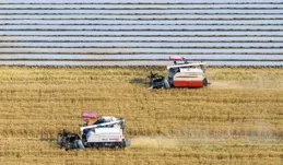 全國夏糧小麥收獲進度過七成