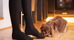 揭秘狗狗「聞味」社交：初次見面聞氣味的4大理由與安心應對秘籍