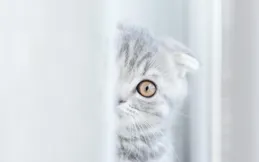 貓咪盯著你看卻不靠近？解讀貓的「遠距離觀察」行為