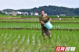 無人機送秧苗、智慧「管家」巡田 解鎖豐收背後的科技密碼