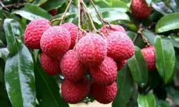 廣東中熟荔枝在滬上市 近40家主流采購商尋味而來