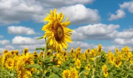 人到中年才明白，最貴的是命，最好的是放下