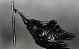 他每天給妻子拍一張照片，卻讓全網毛骨悚然：這不是愛情，是變態…