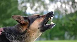 揭秘「不服輸的狗」：5大特征與攻擊性應對秘籍