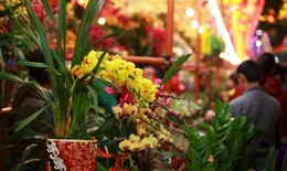 免踩坑，119種常見三角梅，同一品種不同重復名字（建議收藏）