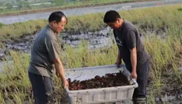 光山稻蝦共作助農增收 一田雙收富鄉親