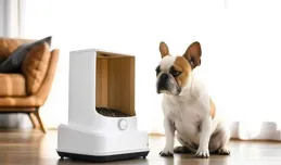 貓咪亂尿的真相：鏟屎官必讀的深度解析