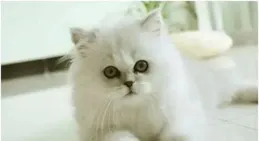 金吉拉貓毛發粗糙怎麽辦？吃什麽牌子的狗糧好？筆者探秘實情