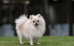 博美犬飼養全指南：萌寵背後的甜蜜與挑戰