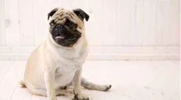 巴哥不長肉怎麽辦？什麽牌子的狗糧長肉，找到最佳選擇