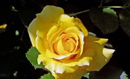 20句極具宿命感的詩詞，字字皆遺憾，句句意難平，值得摘抄收藏！