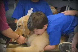 13 歲金毛患乳腺瘤，我的保守治療之路