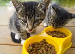 貓糧十大名牌排名排序高品質貓咪飲食推薦