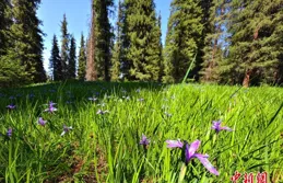 新疆雪嶺雲杉草甸進入最美觀賞季