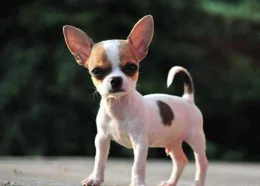 吉娃娃犬的優缺點有哪些呢？