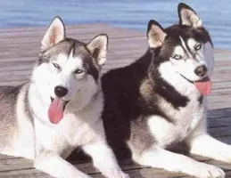 哈士奇作為一種極具魅力的犬種